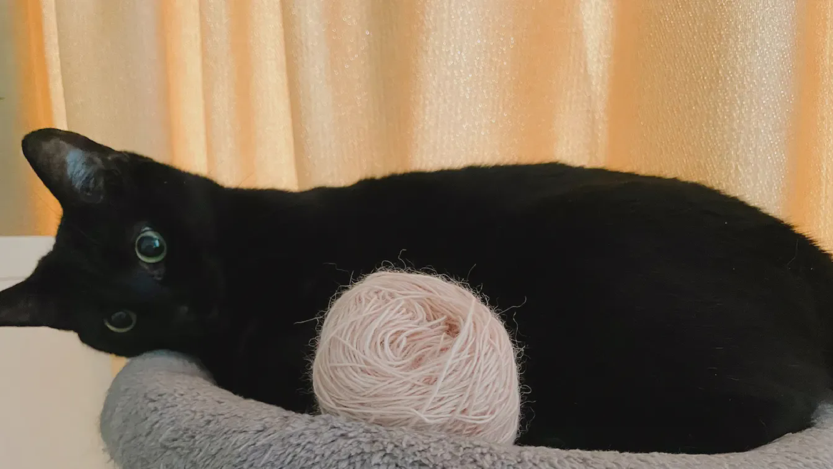 Purring Yarn